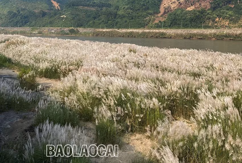 Vẻ đẹp mùa bông lau ảnh 1