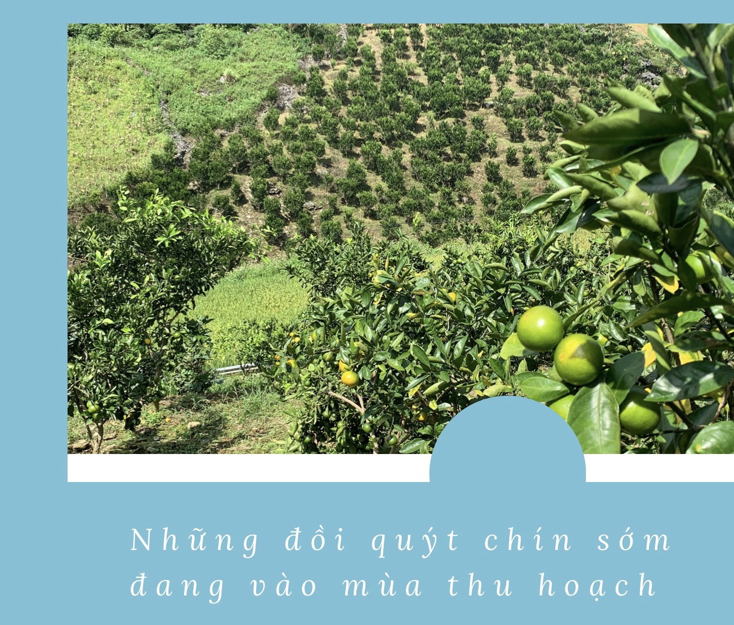 Xứ Mường vào vụ quýt chín sớm ảnh 2