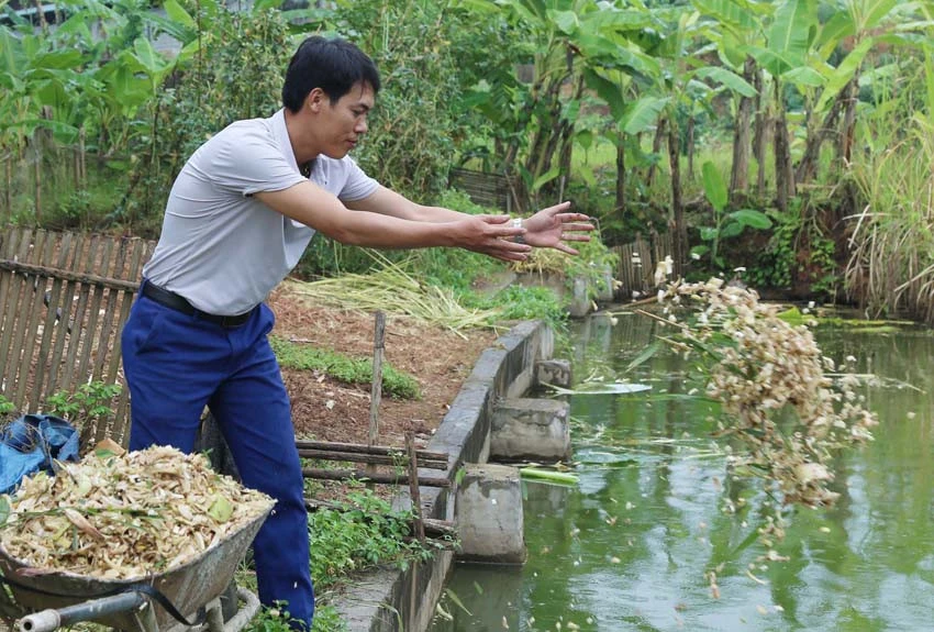 Anh Hữu nuôi cá sạch mang lại hiệu quả kinh tế cao.