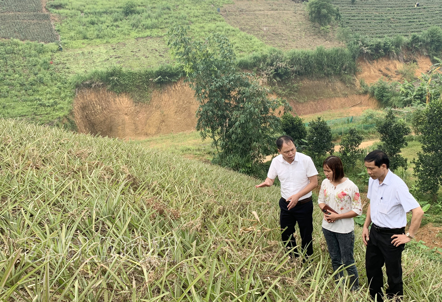 Mường Khương mở rộng diện tích trồng dứa trái vụ ảnh 2 Mường Khương mở rộng diện tích trồng dứa trái vụ ảnh 2