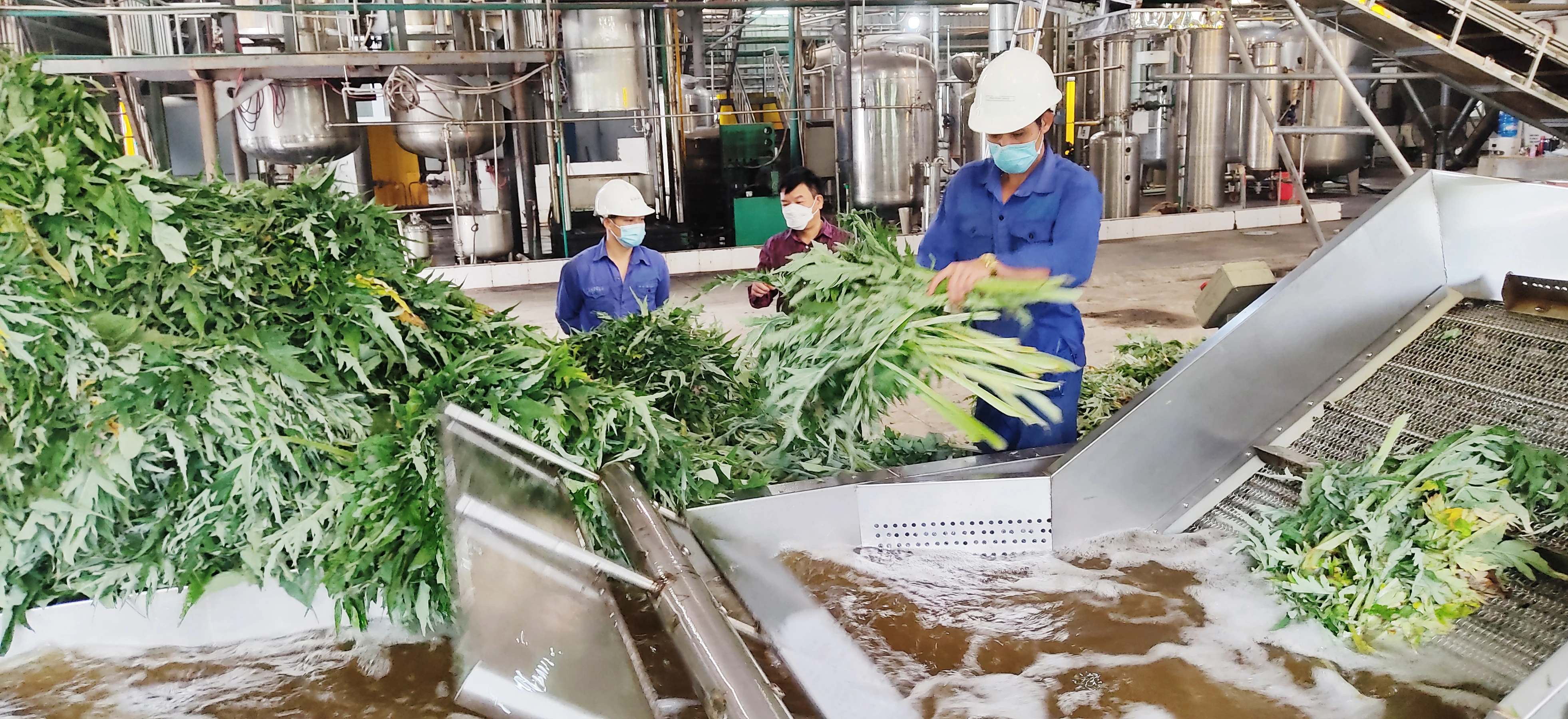 Hoạt động sản xuất tại Công ty TNHH Một thành viên Traphaco Sapa.