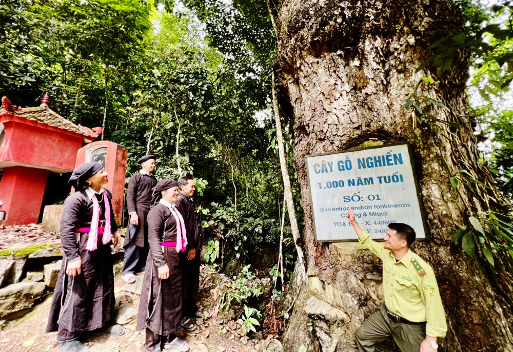 Người dân Cốc Ly cúng rừng cầu mưa thuận, gió hòa ảnh 10