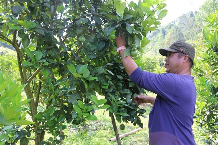 Lan tỏa phong trào vượt khó thoát nghèo ảnh 2