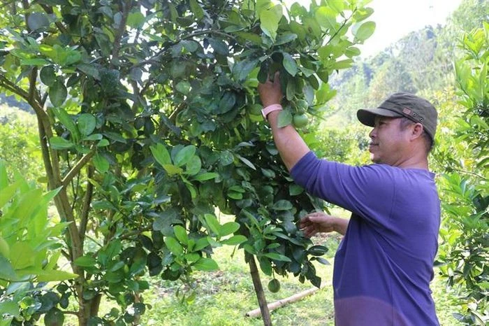 Lan tỏa phong trào vượt khó thoát nghèo ảnh 2