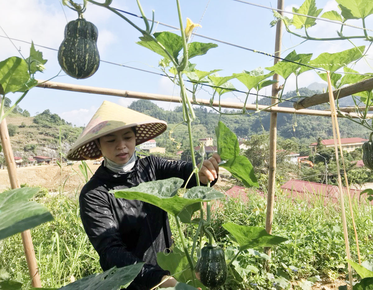 Vợ anh Thủy chăm sóc rau trong khu vườn của gia đình.