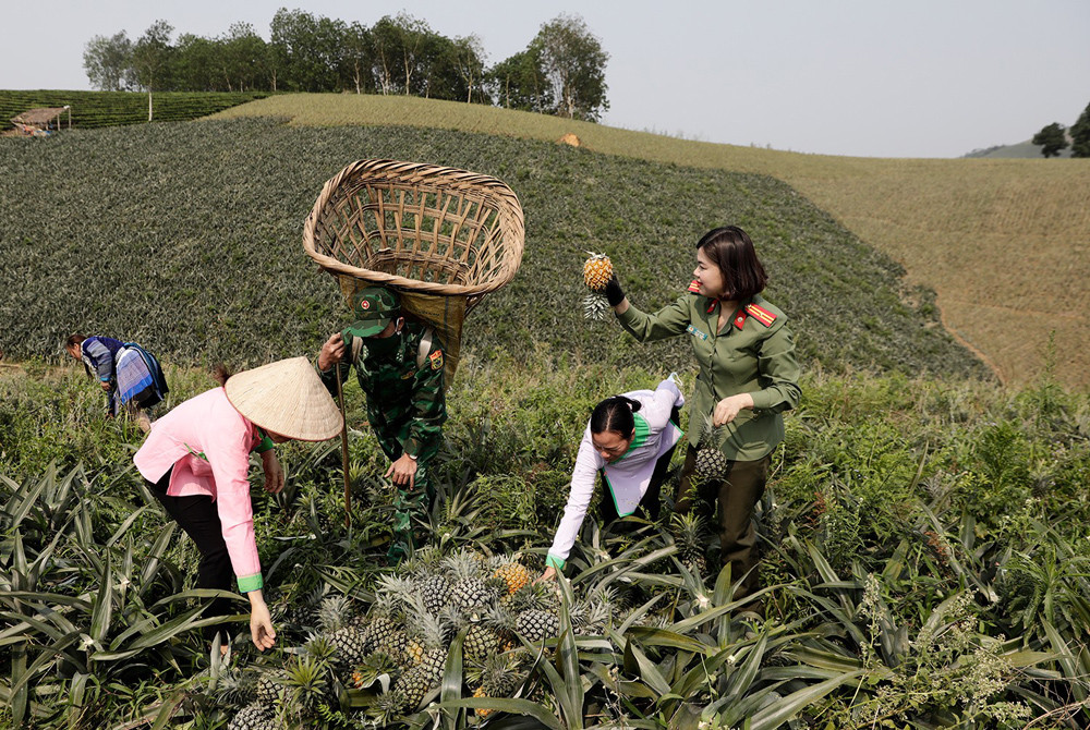 Bộ đội biên phòng và lực lượng công an xã giúp nông dân Bản Lầu (Mường Khương) thu hái dứa.