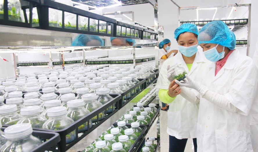 Năm 2022, ngành Nông nghiệp Hà Nội sẽ ban hành các chính sách để thu hút đầu tư vào lĩnh vực nông nghiệp ứng dụng công nghệ cao. Trong ảnh: Ứng dụng công nghệ cao vào sản xuất tại Công ty cổ phần Đầu tư phát triển nông nghiệp công nghệ cao Toàn Cầu (xã Phương Đình, huyện Đan Phượng).