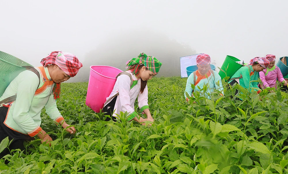 Đưa Mường Khương trở thành vùng trọng điểm chè của tỉnh ảnh 4