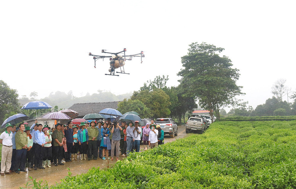 Đưa Mường Khương trở thành vùng trọng điểm chè của tỉnh ảnh 6