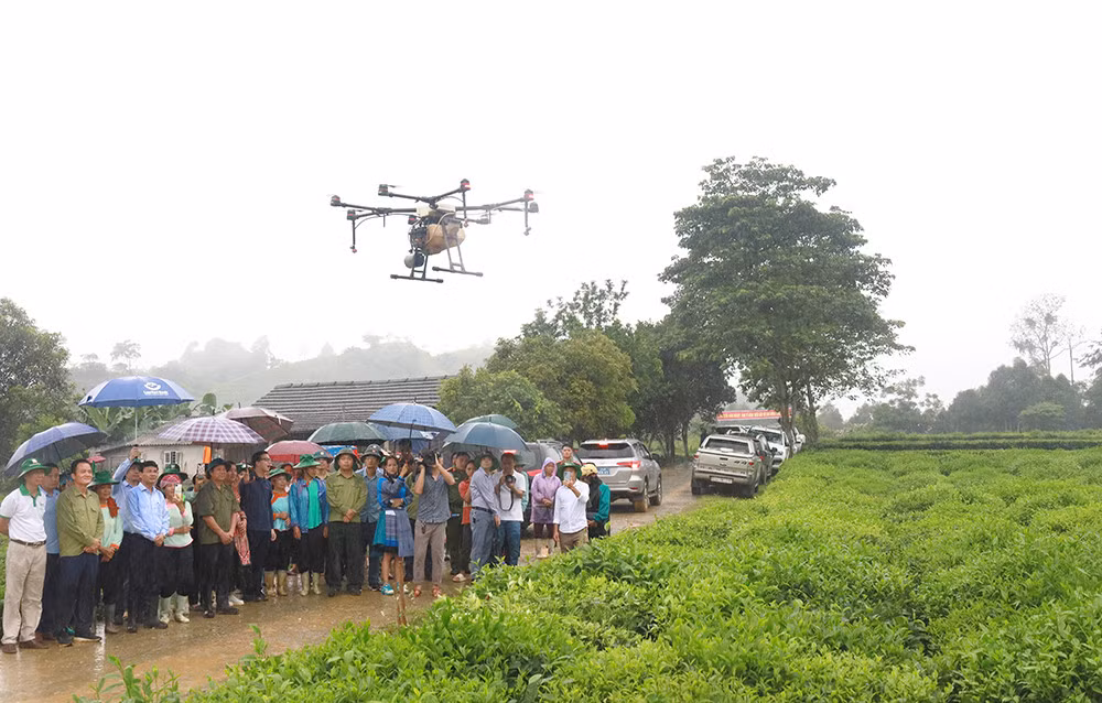 Đưa Mường Khương trở thành vùng trọng điểm chè của tỉnh ảnh 6 Đưa Mường Khương trở thành vùng trọng điểm chè của tỉnh ảnh 6