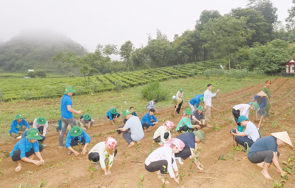 Đưa Mường Khương trở thành vùng trọng điểm chè của tỉnh ảnh 5 Đưa Mường Khương trở thành vùng trọng điểm chè của tỉnh ảnh 5