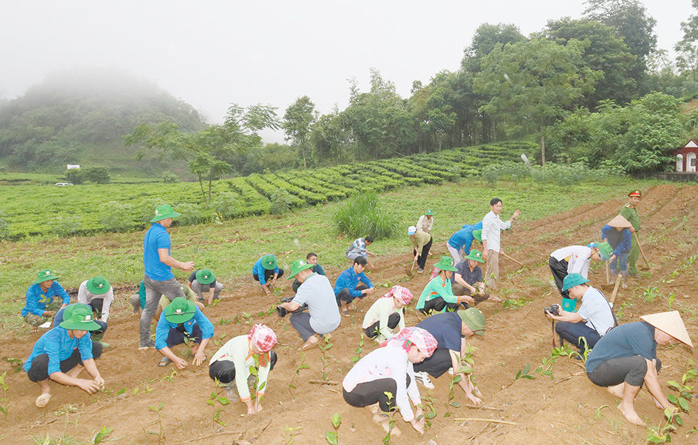 Đưa Mường Khương trở thành vùng trọng điểm chè của tỉnh ảnh 5