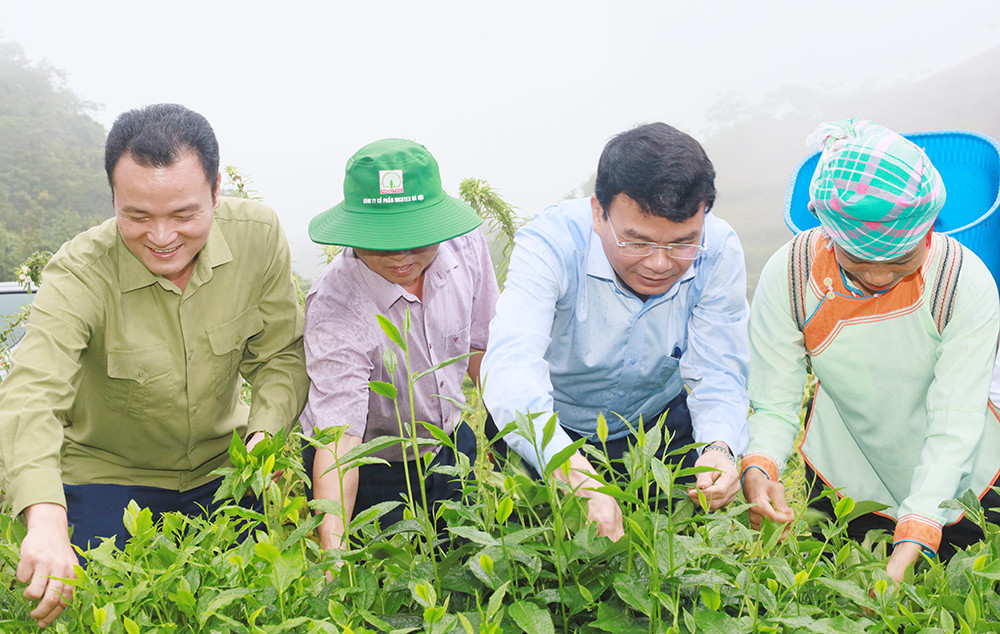 Đưa Mường Khương trở thành vùng trọng điểm chè của tỉnh ảnh 3