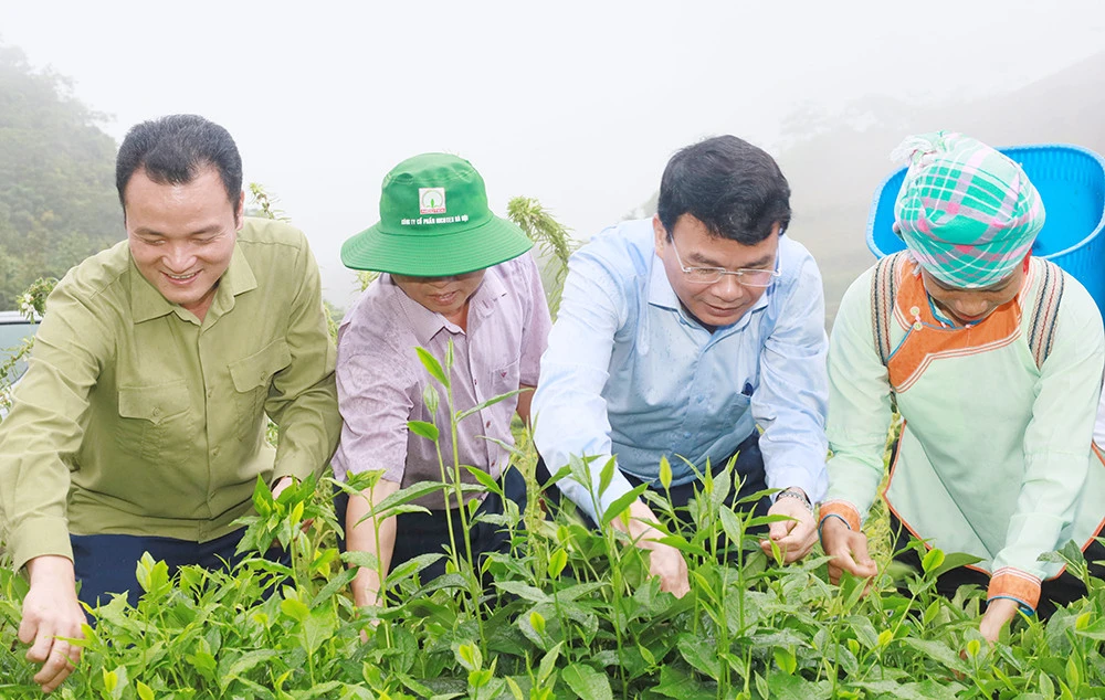 Đưa Mường Khương trở thành vùng trọng điểm chè của tỉnh ảnh 3