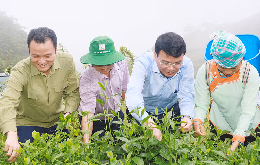 Đưa Mường Khương trở thành vùng trọng điểm chè của tỉnh ảnh 3 Đưa Mường Khương trở thành vùng trọng điểm chè của tỉnh ảnh 3