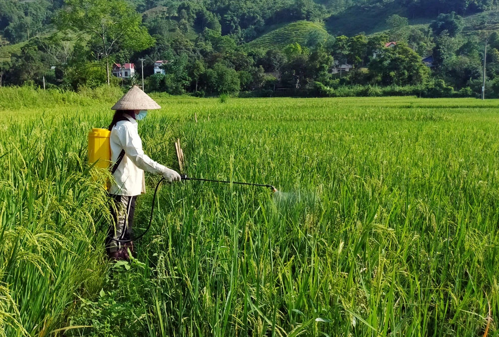 Việc sử dụng thuốc bảo vệ thực vật trên các cây trồng khác tiềm ẩn nguy cơ lây nhiễm chéo sang vùng sản xuất hữu cơ đã được chứng nhận. (Ảnh minh họa). Việc sử dụng thuốc bảo vệ thực vật trên các cây trồng khác tiềm ẩn nguy cơ lây nhiễm chéo sang vùng sản xuất hữu cơ đã được chứng nhận. (Ảnh minh họa).