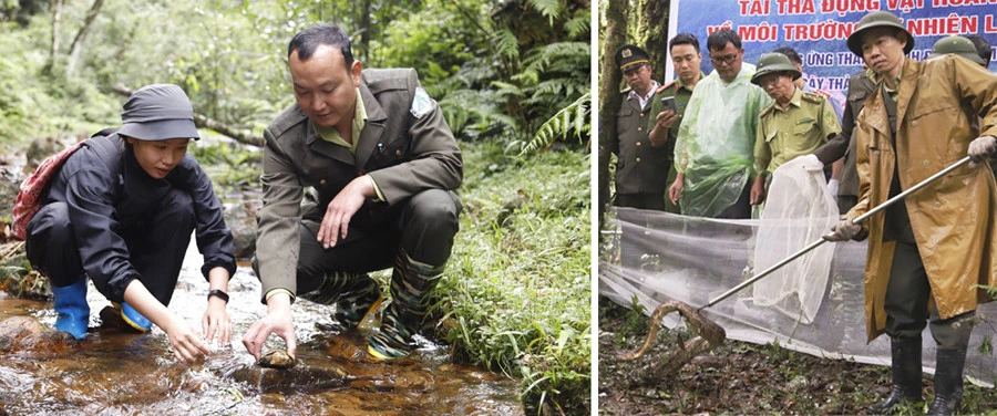 Tái thả cá thể rùa đầu to và cá thể trăn đất về tự nhiên.