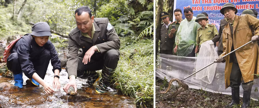 Tái thả cá thể rùa đầu to và cá thể trăn đất về tự nhiên.