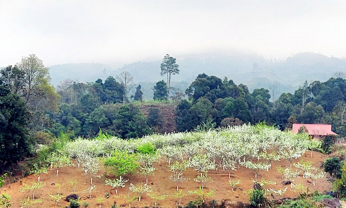 Một vườn lê ở thôn Kin Chu Phìn, xã Nậm Pung. Một vườn lê ở thôn Kin Chu Phìn, xã Nậm Pung.