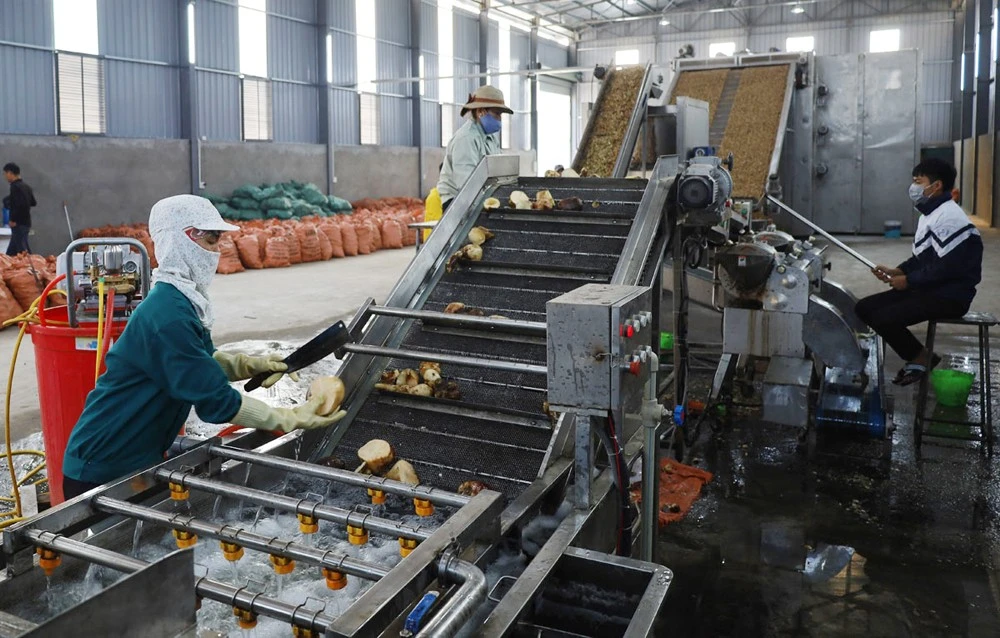 Dây chuyền sơ chế củ hoàng sin cô tại huyện Bát Xát.