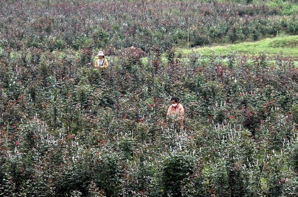 Nhộn nhịp làng hoa ven đô ảnh 1