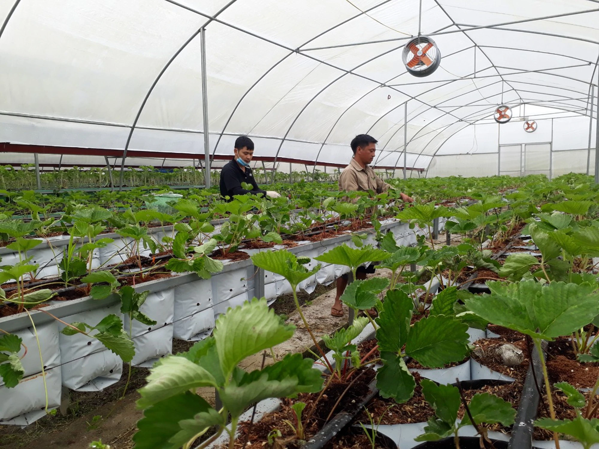 Khu vực trồng dâu tây của Hợp tác xã nông nghiệp công nghệ cao Lùng Phình (Bắc Hà).