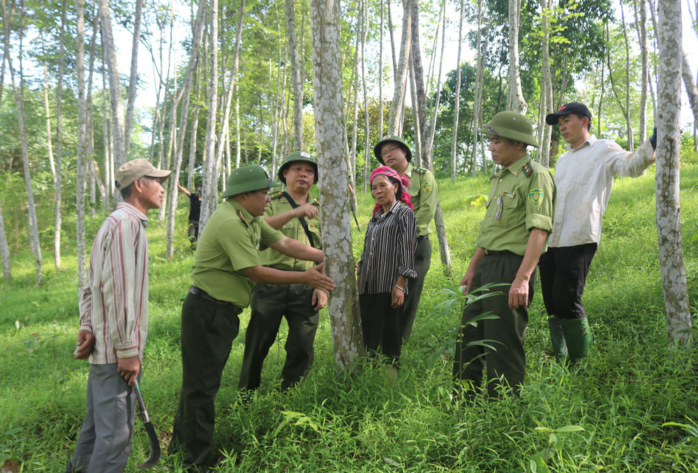 Sản xuất lâm nghiệp theo tiêu chuẩn quốc tế ảnh 4 Sản xuất lâm nghiệp theo tiêu chuẩn quốc tế ảnh 4
