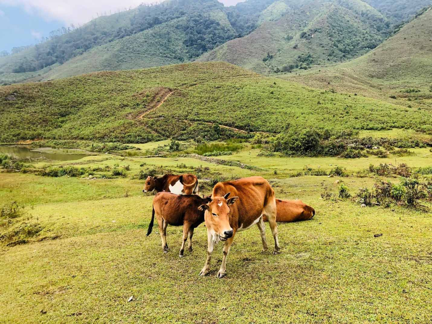 Trekking đỉnh Lùng Cúng, trải nghiệm mới khi đến Mù Cang Chải ảnh 2 Trekking đỉnh Lùng Cúng, trải nghiệm mới khi đến Mù Cang Chải ảnh 2