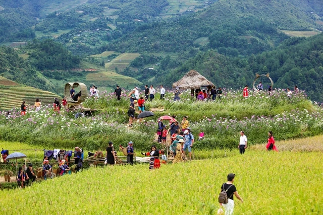 Bức tranh mùa vàng đẹp ngỡ ngàng của đồi mâm xôi ở Yên Bái - Ảnh 9.