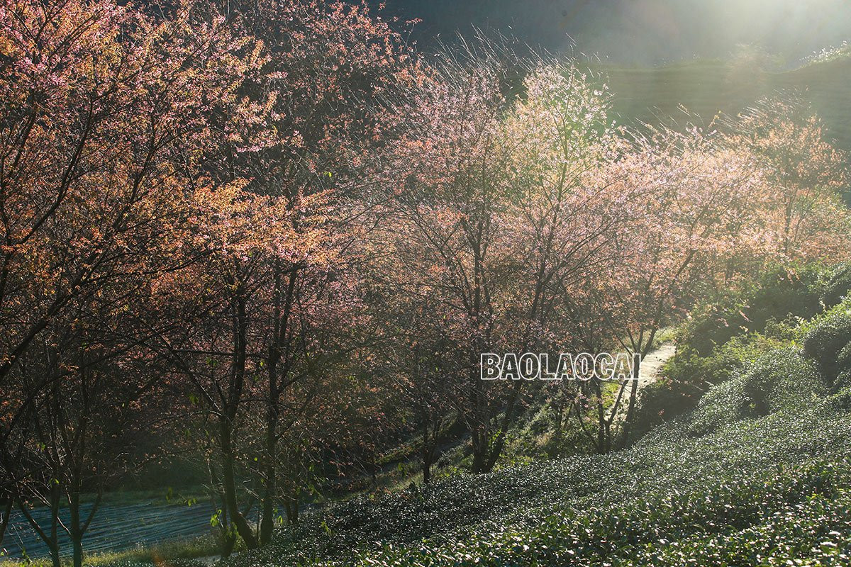 Du khách thích thú ngắm hoa anh đào Sa Pa ảnh 5