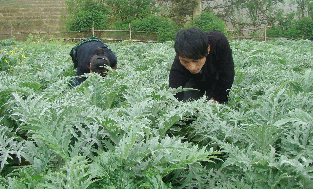 Lào Cai: 230 tỷ đồng đầu tư cho khuyến nông giai đoạn 2022 - 2025 ảnh 1 Lào Cai: 230 tỷ đồng đầu tư cho khuyến nông giai đoạn 2022 - 2025 ảnh 1