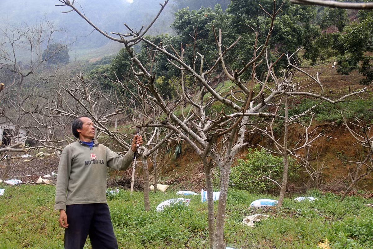 Phía sau mùa quả chín ảnh 3