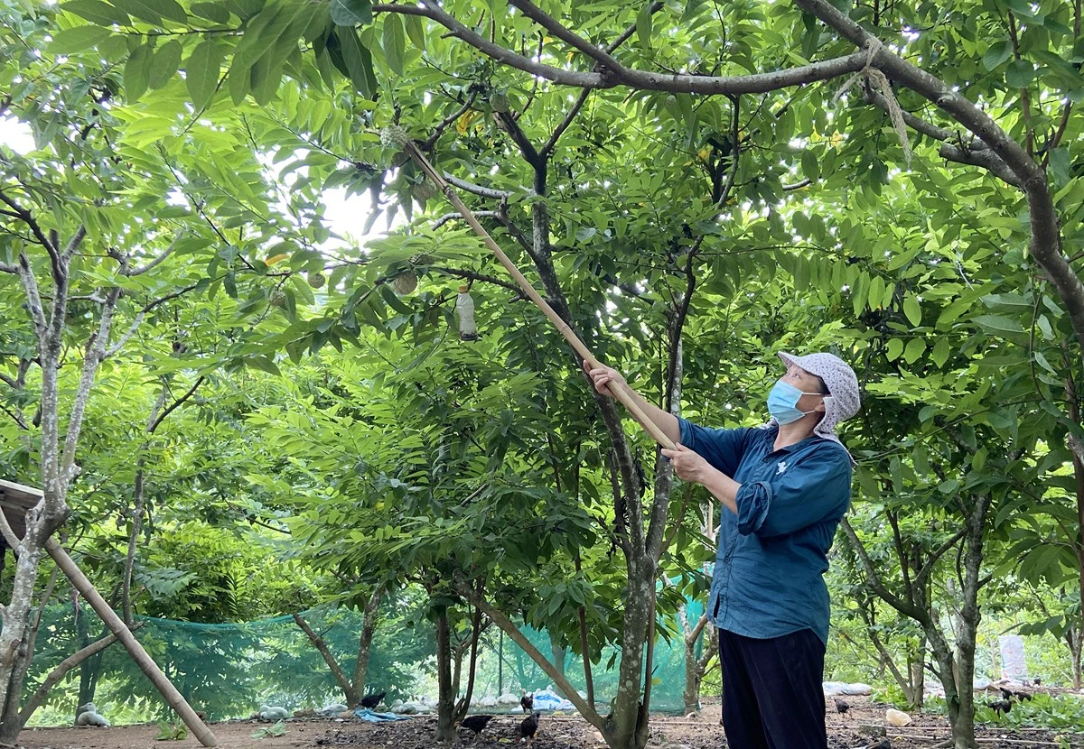 Phía sau mùa quả chín ảnh 1