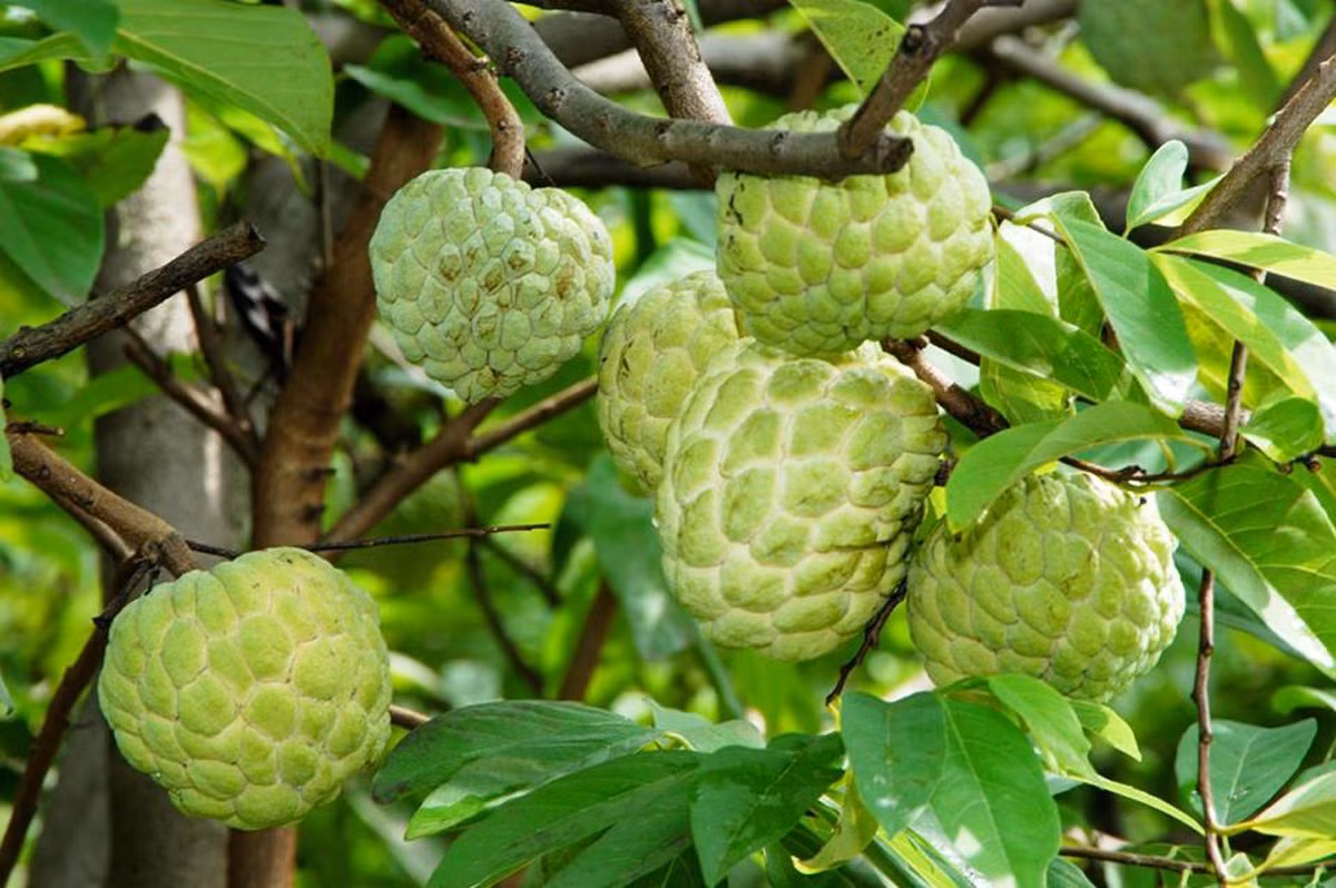 Phía sau mùa quả chín ảnh 2