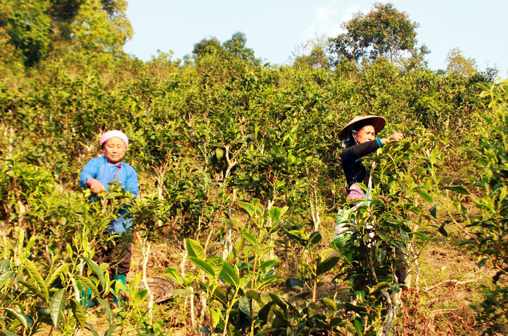 Nông dân xã Bản Liền thu hoạch chè búp tươi.