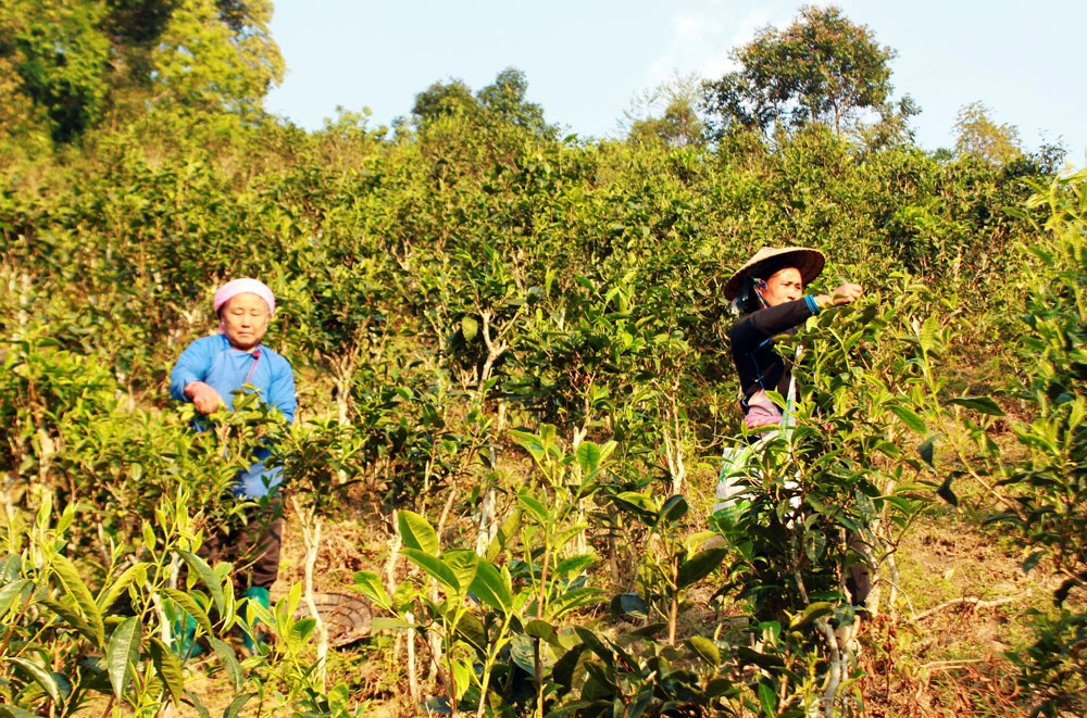 Nông dân xã Bản Liền thu hoạch chè búp tươi.
