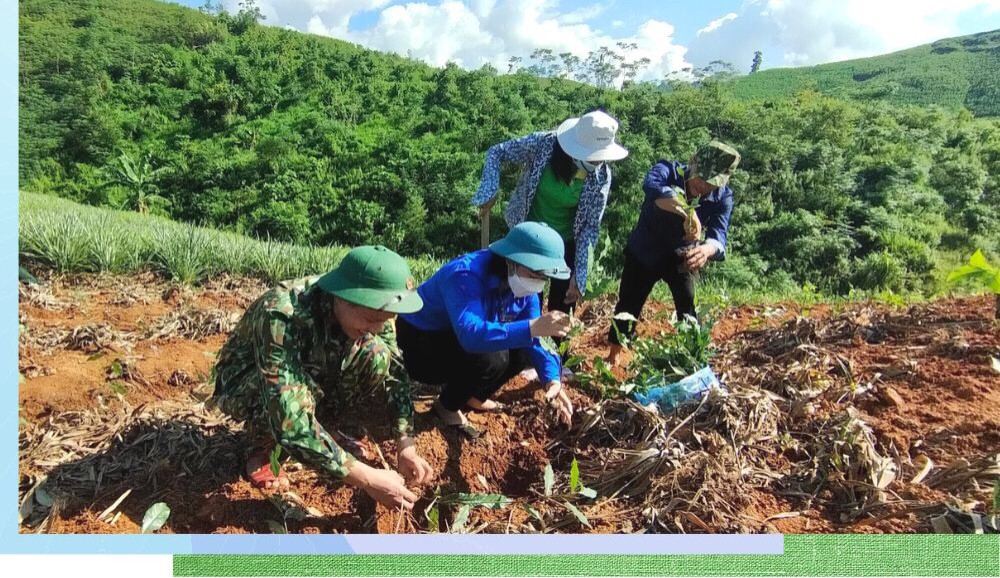Đại úy Nguyễn Quốc Dũng hướng dẫn bà con xã Bản Lầu trồng chè. Đại úy Nguyễn Quốc Dũng hướng dẫn bà con xã Bản Lầu trồng chè.