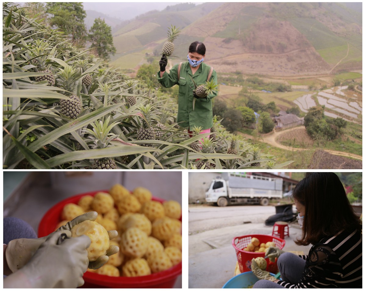 Nông dân và các đại lý thu mua đều lo lắng. Nông dân và các đại lý thu mua đều lo lắng.