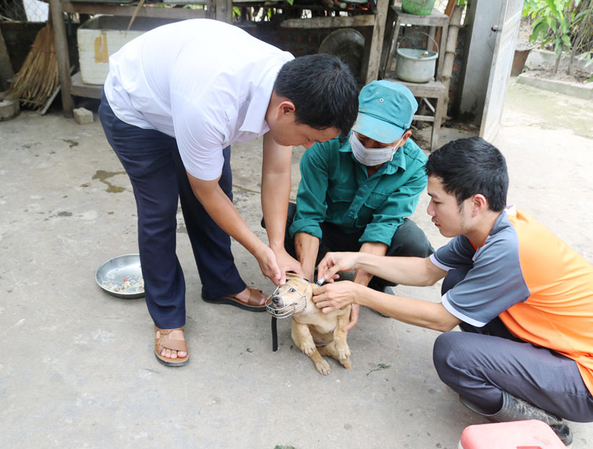 Nỗ lực phòng ngừa và loại bỏ bệnh dại ảnh 3 Nỗ lực phòng ngừa và loại bỏ bệnh dại ảnh 3