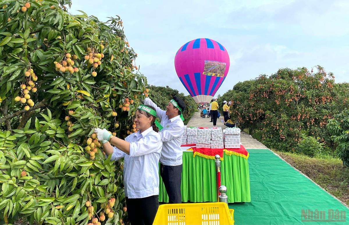 Thu hoạch vải xuất khẩu tại xã Thanh Quang huyện Thanh Hà.