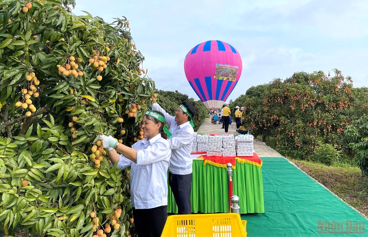 Thu hoạch vải xuất khẩu tại xã Thanh Quang huyện Thanh Hà.