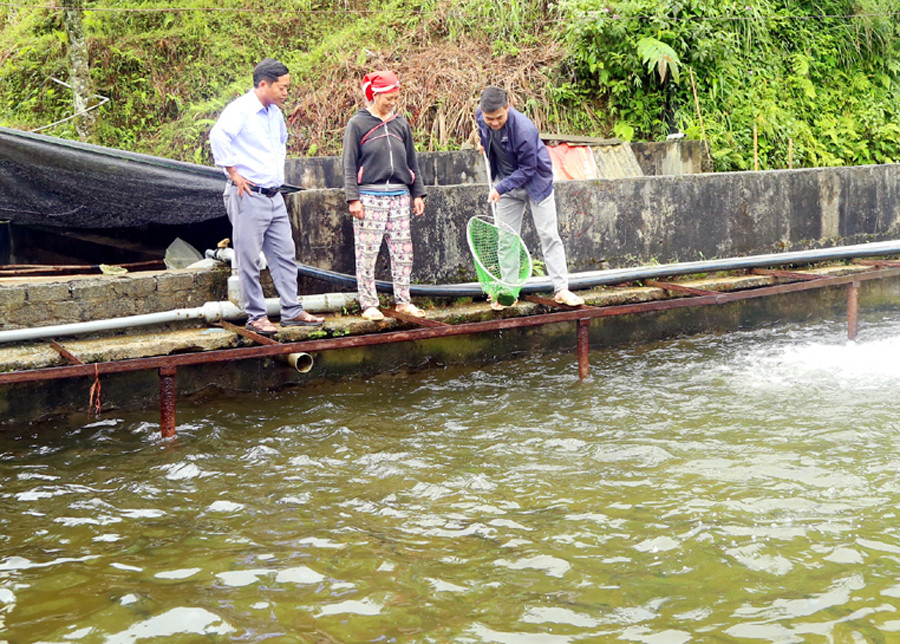 Mô hình nuôi cá nước lạnh giúp nhiều hộ dân xã Ngũ Chỉ Sơn nâng cao thu nhập.