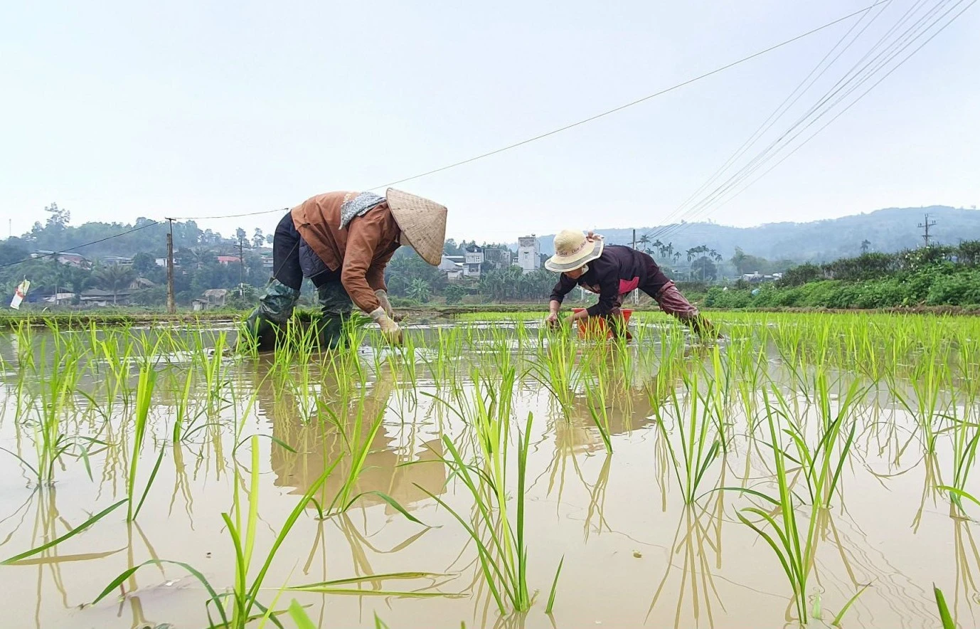 Chuẩn bị mạ để cấy. Nông dân đổi công để đẩy nhanh tiến độ cấy lúa xuân. Những giống lúa lựa chọn đưa vào cấy là giống có khả năng chống chịu sâu bệnh và năng suất cao, như Hương Thơm số 7, Hương Thuần 8, Thiên ưu 8... Bón phân NPK cho ruộng lúa mới cấy. Phun thuốc phòng, trừ ốc bươu vàng hại lúa. Nhiều diện tích cơ bản hoàn thành cấy lúa xuân theo đúng khung thời vụ.