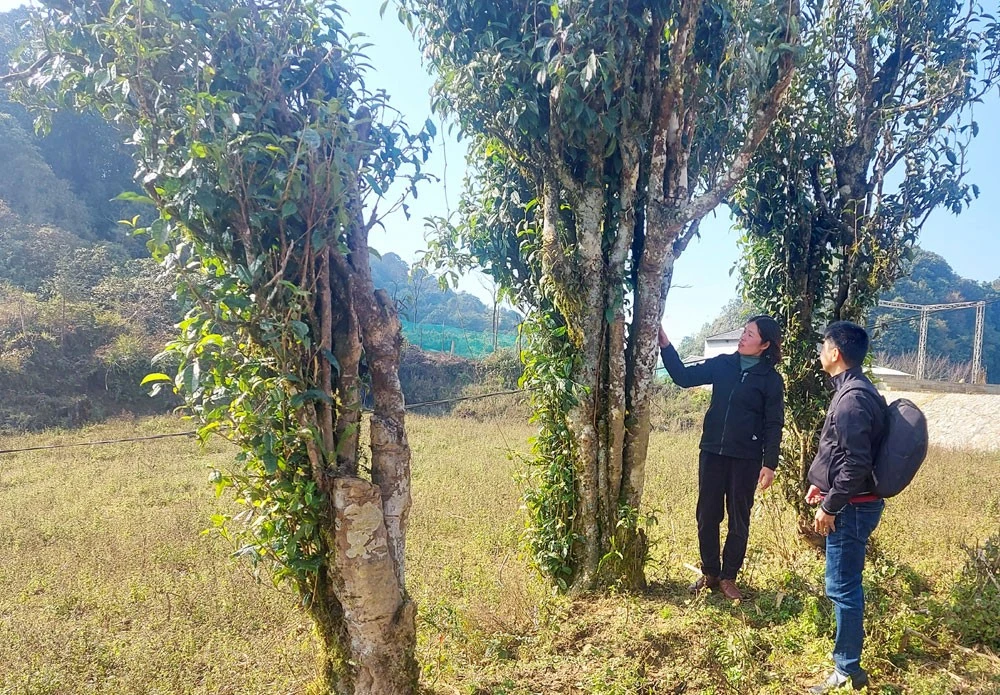 Những cây chè Shan tuyết cổ thụ hàng trăm năm tuổi là “kho báu xanh” Nàn Sín. Những cây chè Shan tuyết cổ thụ hàng trăm năm tuổi là “kho báu xanh” Nàn Sín.