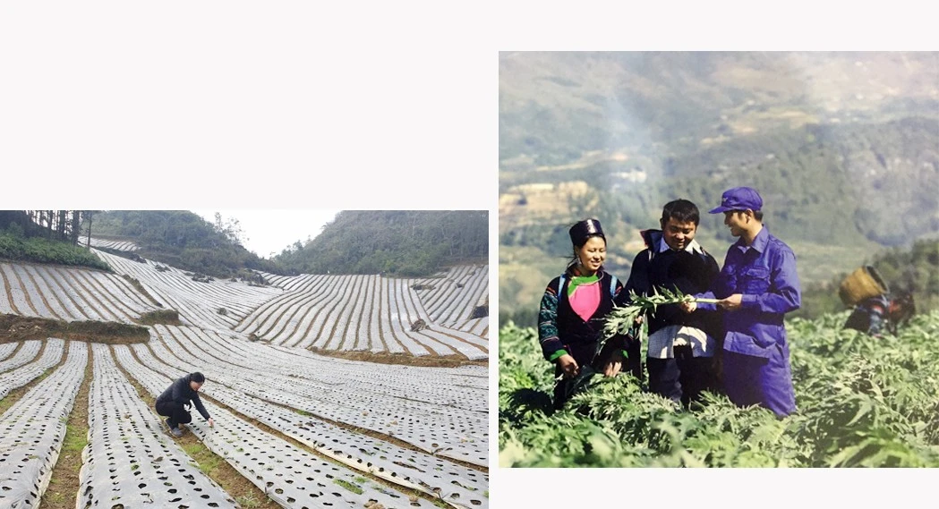 Chuyển từ “trồng dược liệu” sang “kinh tế dược liệu” ảnh 4