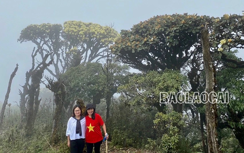 Chiêm ngưỡng vẻ đẹp “đệ nhất hoa" của núi rừng Ky Quan San ảnh 11