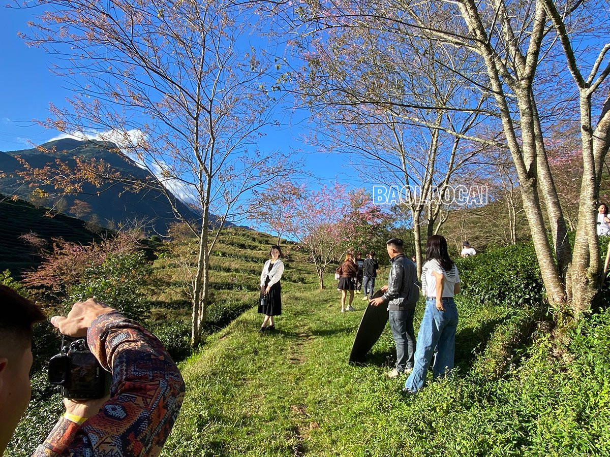 Du khách thích thú ngắm hoa anh đào Sa Pa ảnh 2