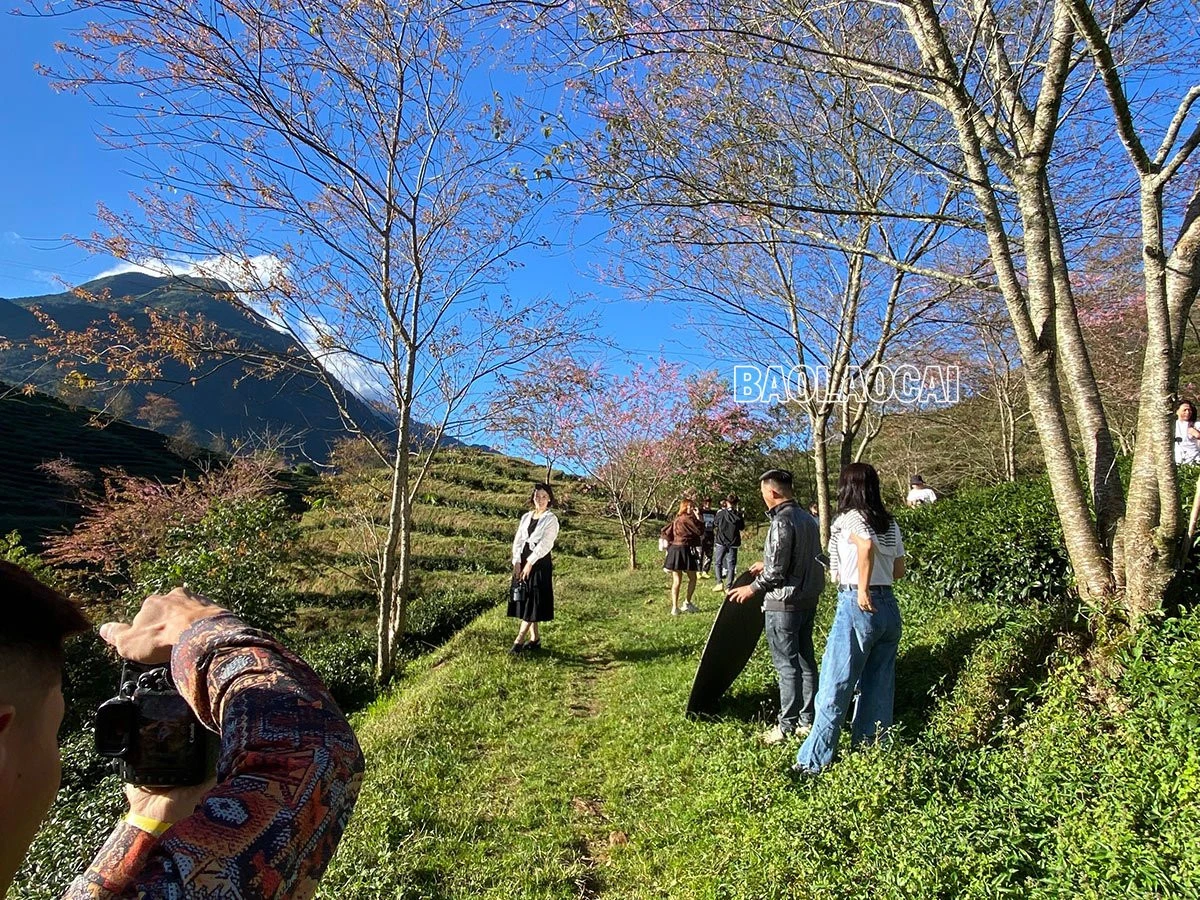 Du khách thích thú ngắm hoa anh đào Sa Pa ảnh 2