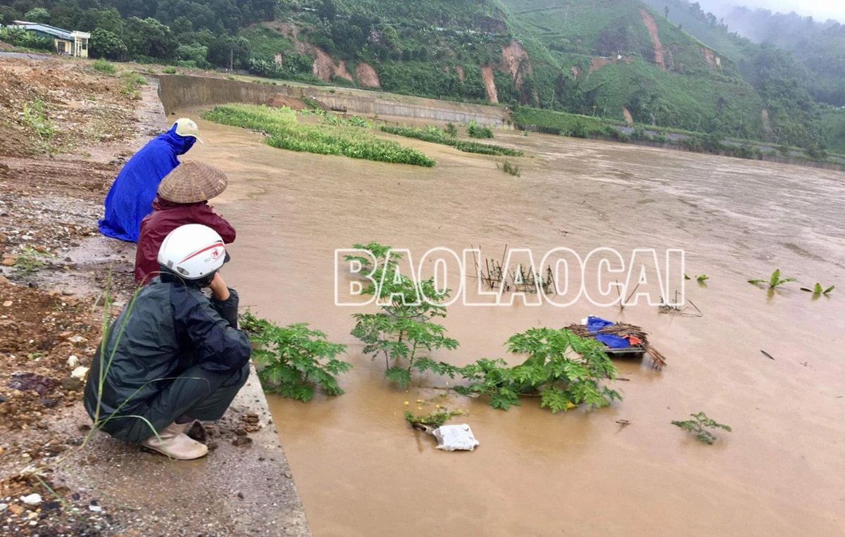 Nhiều diện tích cây rau màu ven hai bờ sông Hồng bị ngập sâu trong nước lũ. Lũ lớn đổ về cuồn cuộn trên sông Hồng khiến một số tuyến đò ngang phải dừng hoạt động. Người dân canh tác ven hai bờ sông lo lũ về làm hỏng cây rau màu.