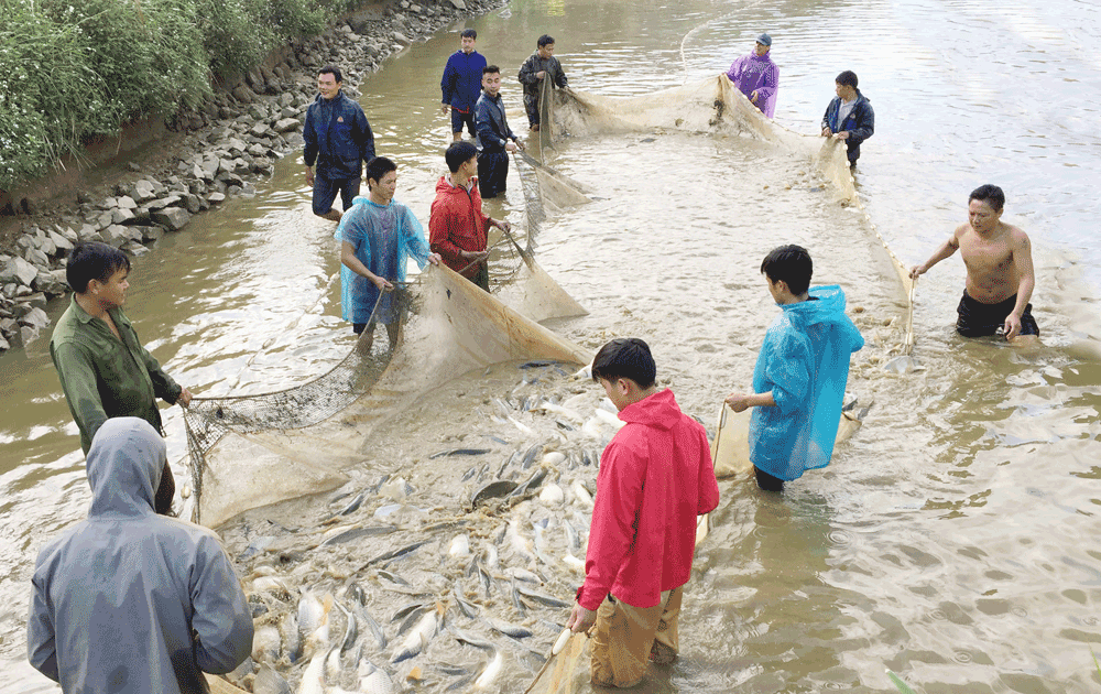 Nông dân thôn Khởi Khe thu hoạch cá. Nông dân thôn Khởi Khe thu hoạch cá.